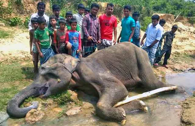 Wild elephant death in Banskhali
