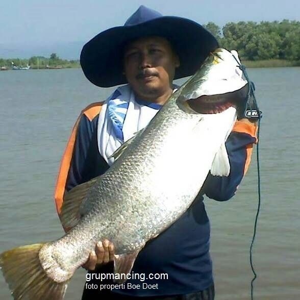 Jenis Ikan Air Payau