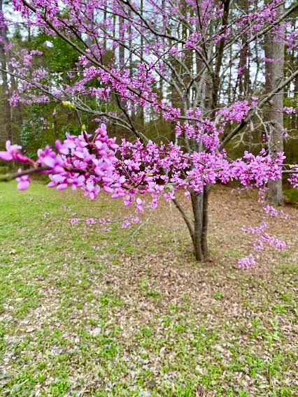 Jemma, Tale, Gratitude Reflections of Easter 2021 and Gratitude