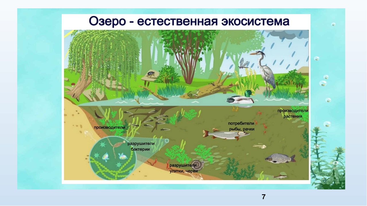 Природное сообщество озеро 5 класс биология. Биогеоценоз пруда схема. Биогеоценоз озера схема. Схема круговорота веществ в водоеме. Схема круговорота веществ в сообществе водоема 3.
