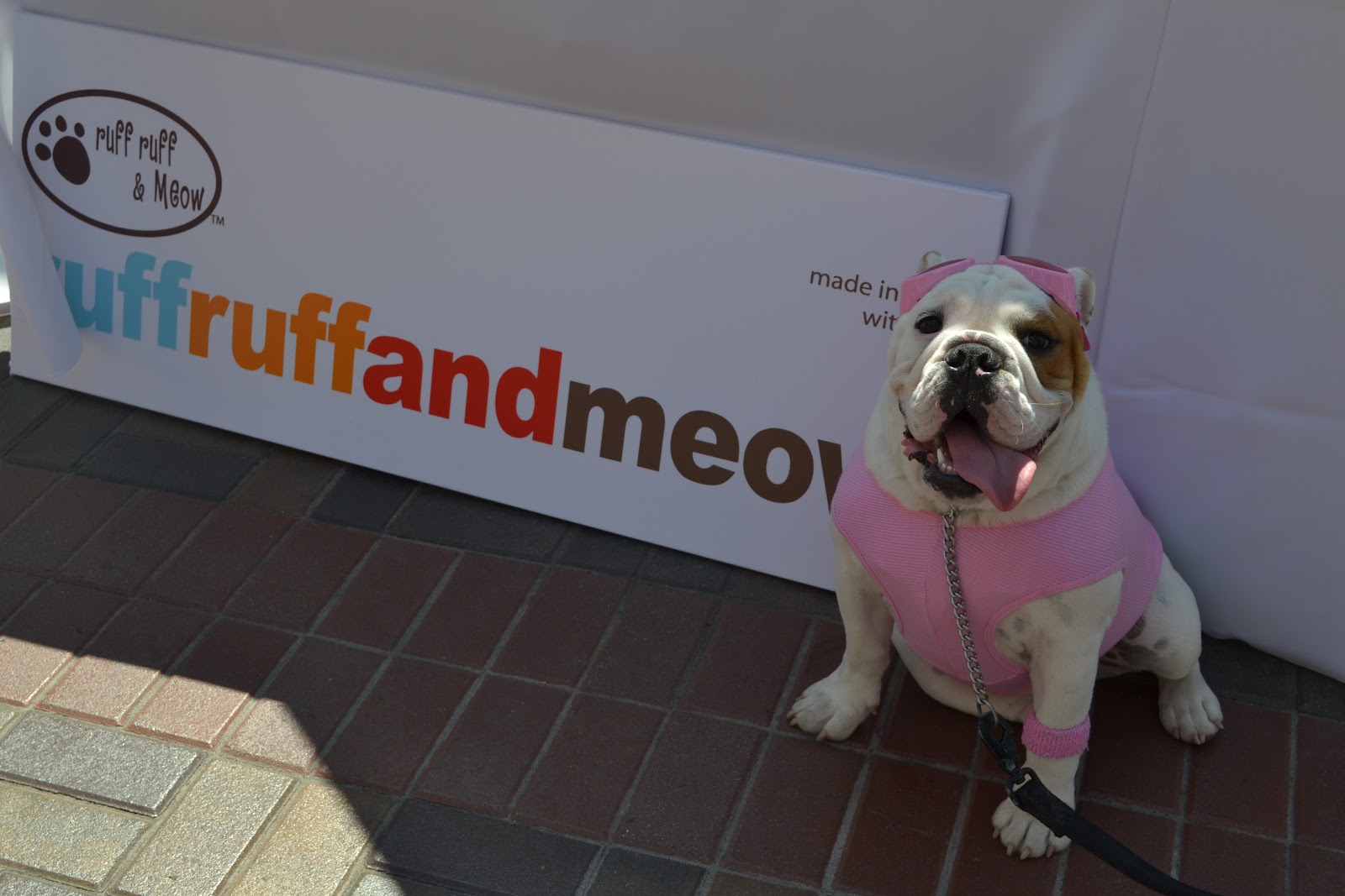 Ruff Ruff and Meow Dogs Take to the Catwalk in Ruff Ruff and Meow