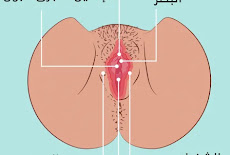 غشاء البكارة العذرية وغشاء المخاطي المُغطي وبشكل جزئي لفتحة المهبل
