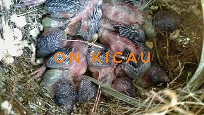 Cara Meloloh Anakan Burung Emprit Kaji dengan Baik dan Benar