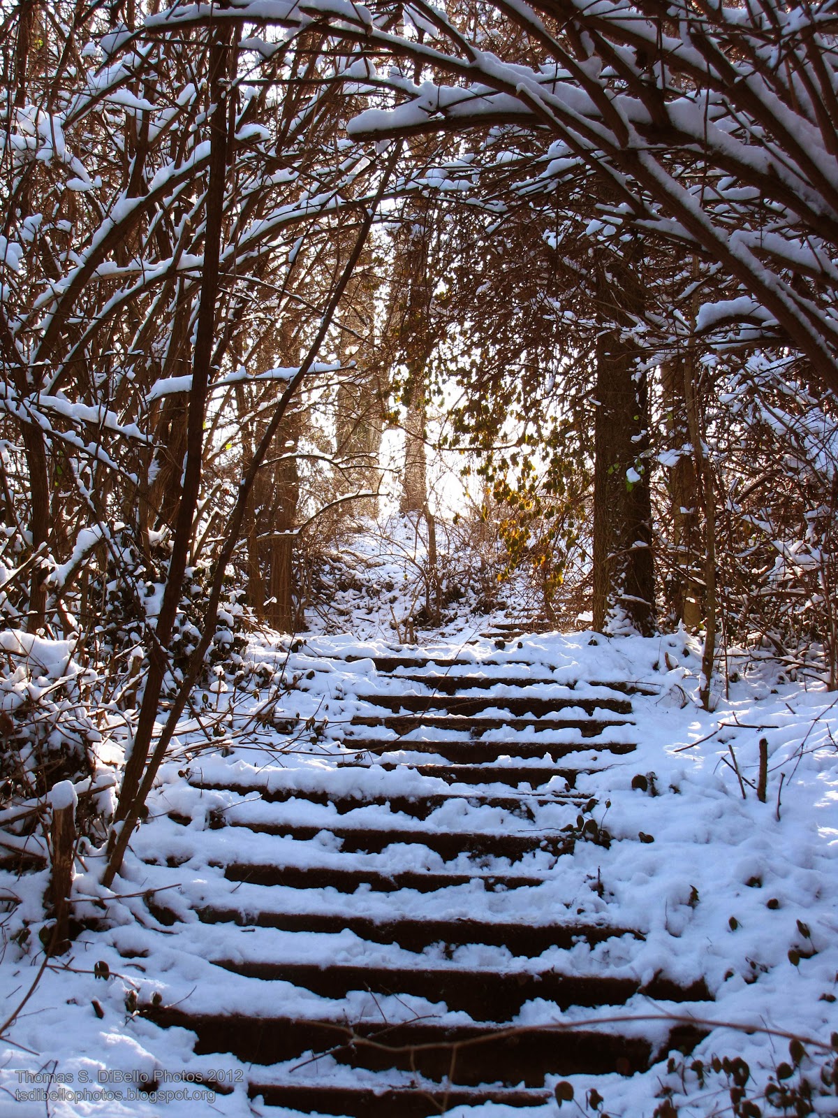 Portraits of Covington Snow!