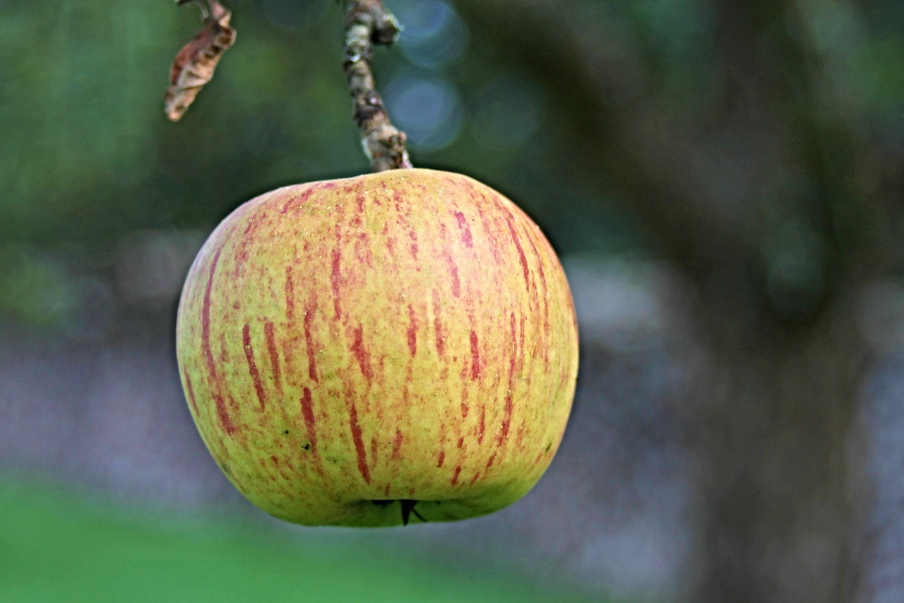 Яблоко плодовый. Плод. Растения с плодом яблоко. Яблоки свисающие с деревьев. Яблоко висит.