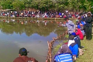Umpan Tepat Mancing Ikan Bawal Air Tawar 