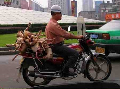 dog slain in china