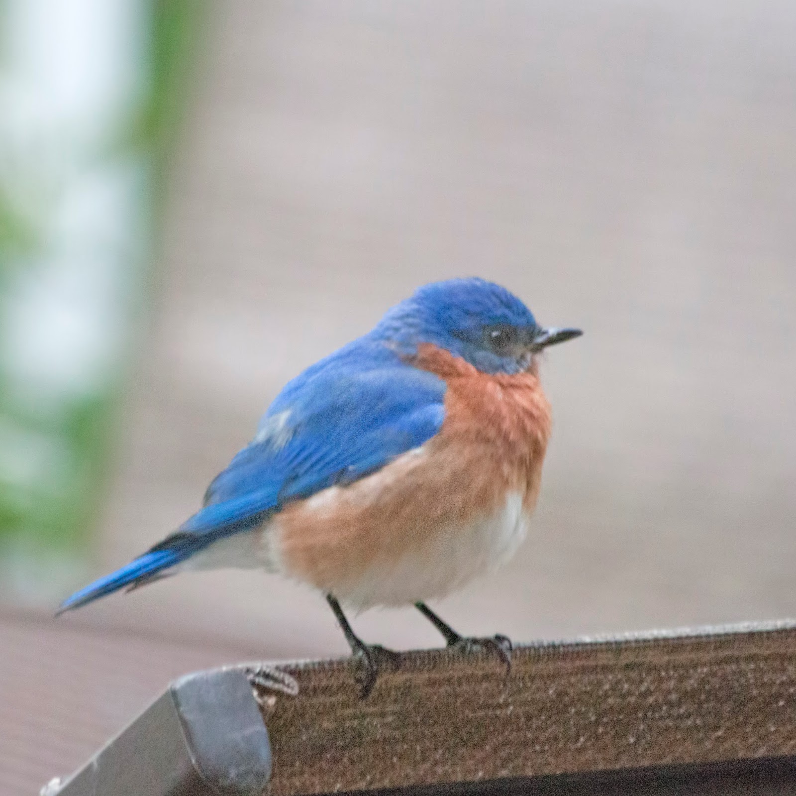 Room Without Walls Who is that Tapping at My Window Pane?