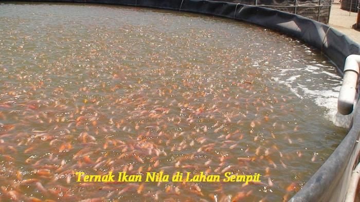 Gambar Ternak Ikan Nila di Lahan Sempit Dengan Kolam Terpal Bulat