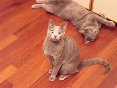 fusa-crocchette-mici-amici-i-gatti-di-samuele