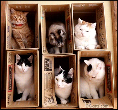 Art Cat GIF • Cinemagraph • “If it fits we fits”. Funny Shironeko family chilling all together sitting into 6 boxes [ok-cats.com]