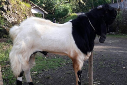  Tata Cara Menyembelih Kambing Domba Aqiqah