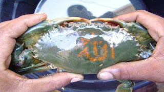 Crab With Allah Scripture