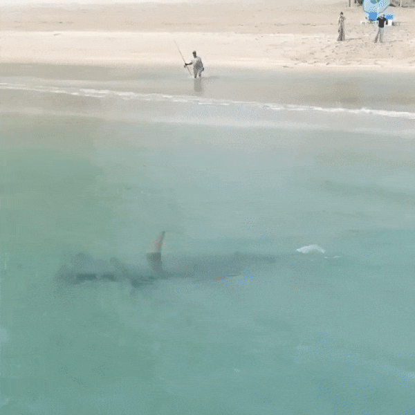 Skip's House of Chaos Hammerhead Shark (do do do do do)