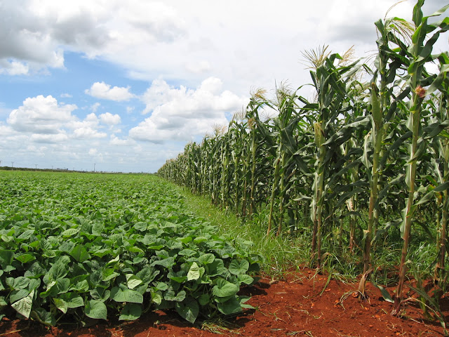 Usufructo y plantacion