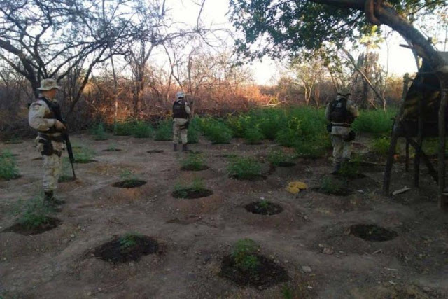 Polícia erradica mais de 1200 pés de maconha em Xique-Xique