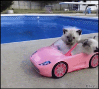Funny Kitten GIF • 2 color point Kittens in their pink car. They see us rollin', they hatin'