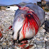 Τραγωδία με τους ζιφιούς στην Κρήτη – Κυοφορούσε ο θηλυκός που πέθανε (pics)