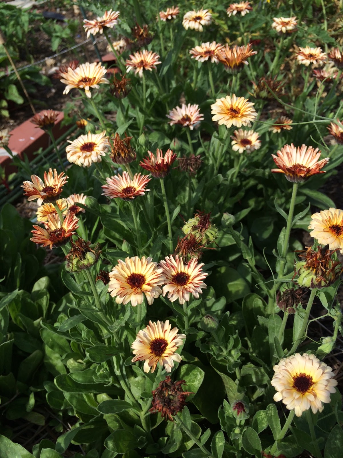 Calendula: You Can Grow That!