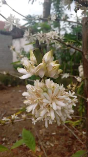 Bunga Kopi
