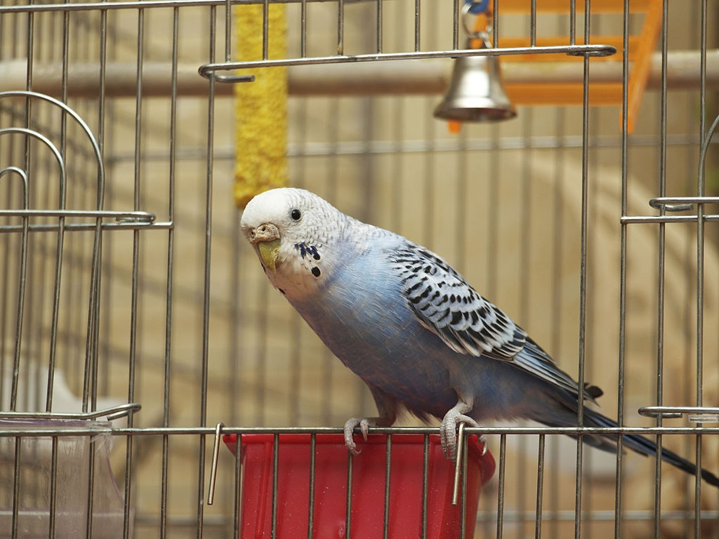How to Keep a Parakeet Cage Warm?