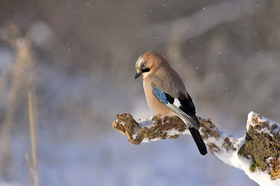 Gli uccelli