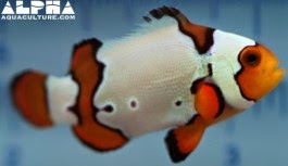snow onyx clownfish