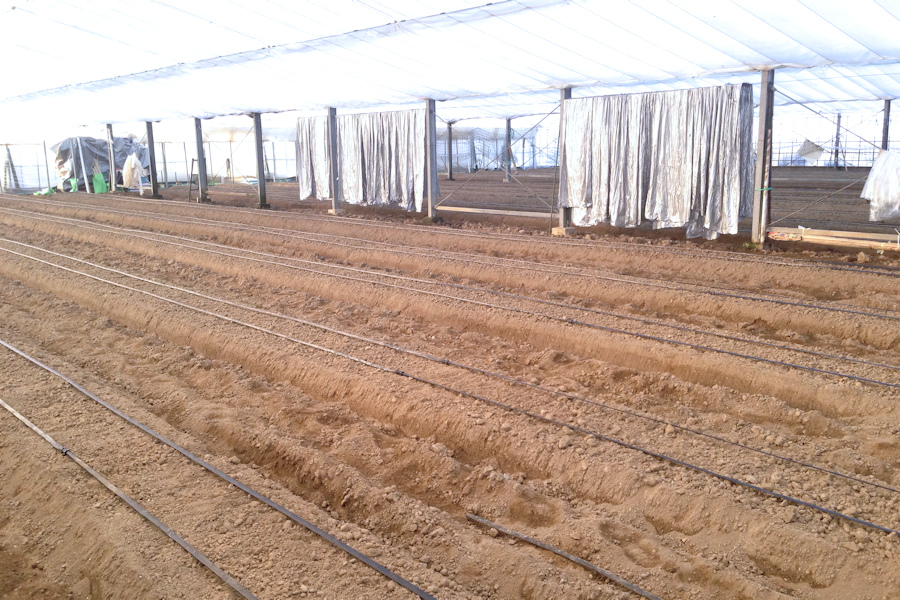 Life With A Camera 2 ピーマンの栽培 点滴潅水チューブ