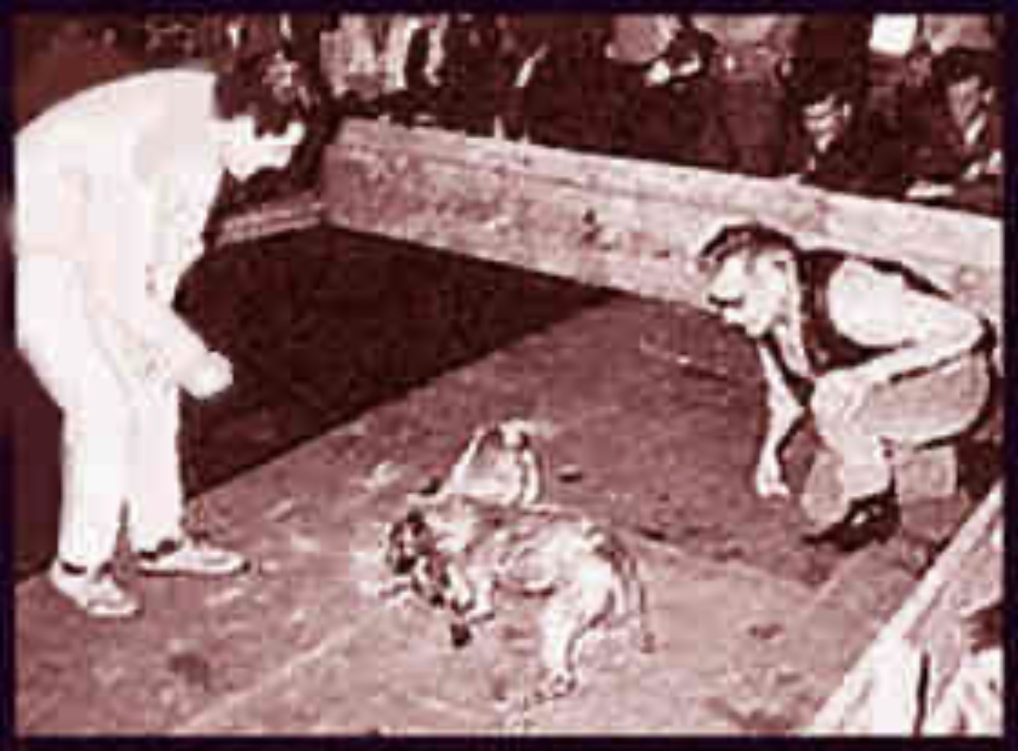 Chó PITBULL THUẦN CHỦNG Cajun Rules Luật thi đấu Dog Fighting