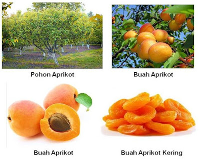 Buah Aprikot Manfaat aprikot