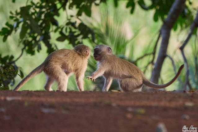 Monkeys Playing