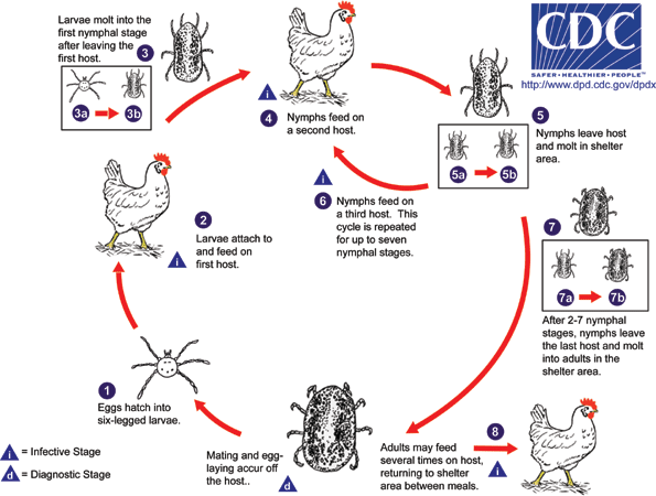 Аргасовые клещи жизненный цикл схема