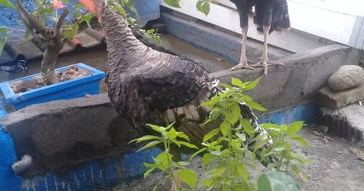 3 Cara beternak ayam kalkun agar cepat tumbuh besar 3 Cara beternak ayam kalkun agar cepat tumbuh besar