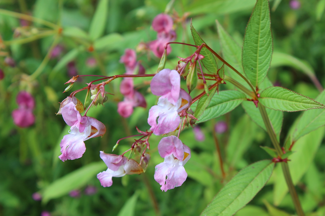 Roger Brook - the no dig gardener: How to control Himalayan Balsam,  Impatiens glandulifera