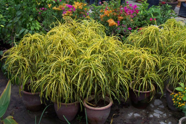 GREEN DESIGN: Кодиеум-Codiaeum