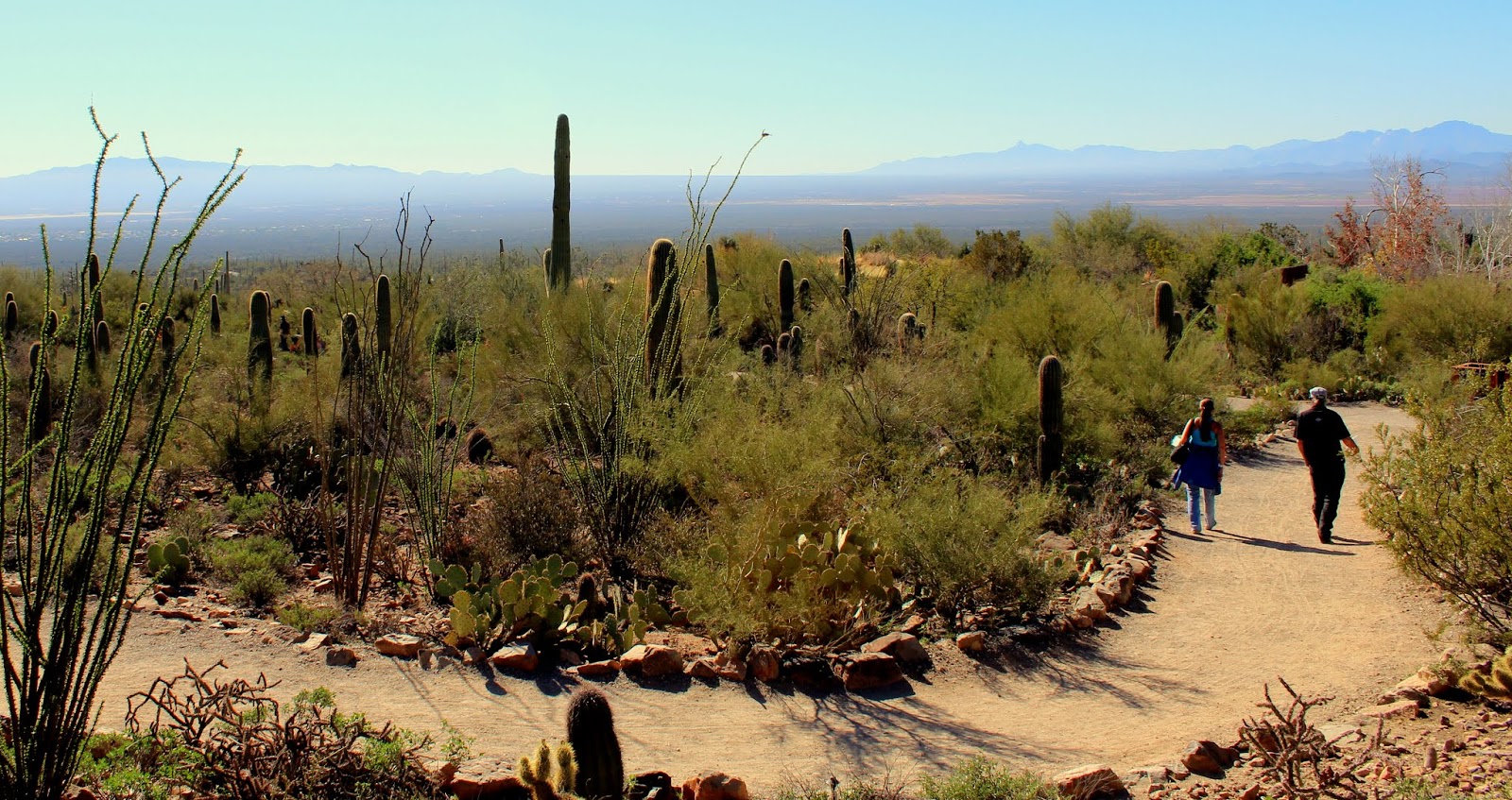Arizona-sonora Desert Museum Directory