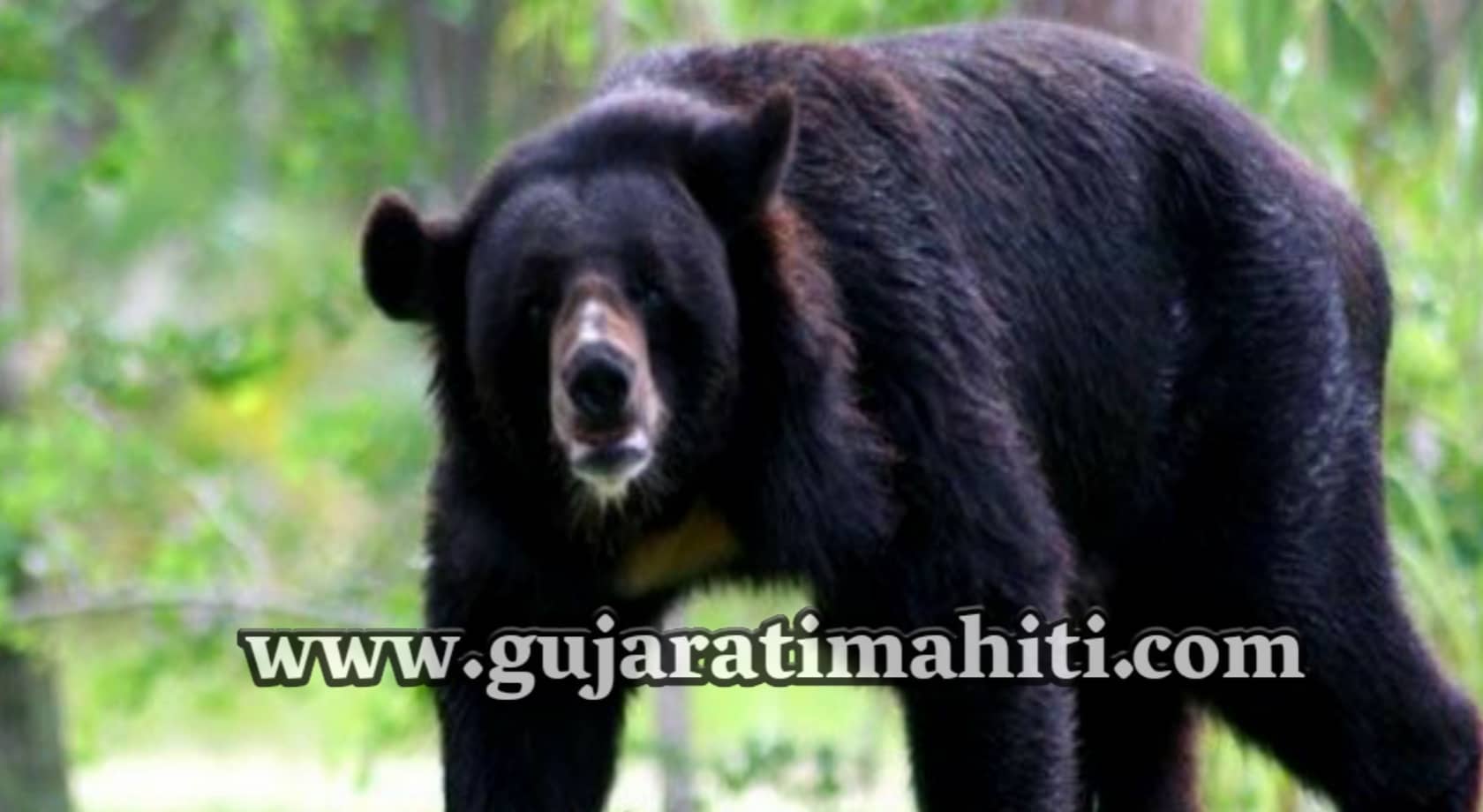 Jessore-Sloth-Bear-Sanctuary-Palanpur-gujarat