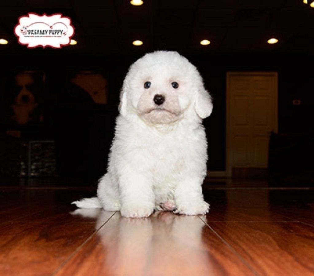 dreamy puppies dreamy puppy reviews things a new dreamy puppy owner needs to dreamy puppies dreamy puppy reviews things a new dreamy puppy owner needs to