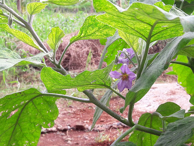 Purple Eggplant Flowers