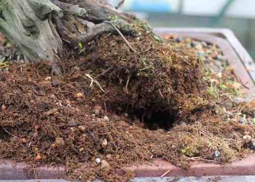 Bonsai mini dep, bonsai mini đẹp, hướng dẫn chăm sóc bonsai mini, cách chăm bonsai mini Bonsai mini dep, bonsai mini đẹp, hướng dẫn chăm sóc bonsai mini, cách chăm bonsai mini