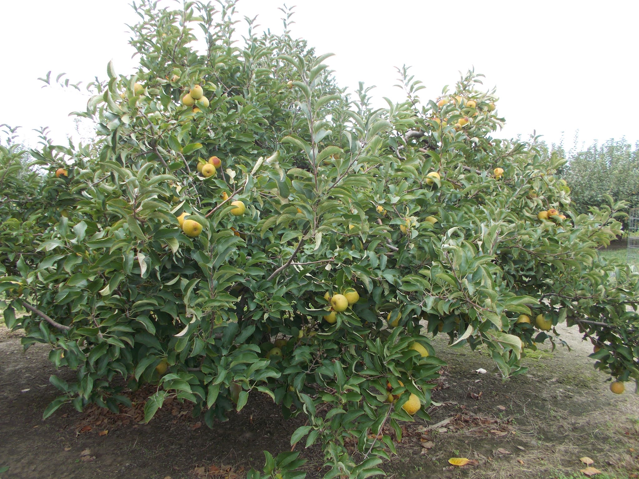 Brenda's Berries & Orchards 'Gold Rush' Apples Ripe Now
