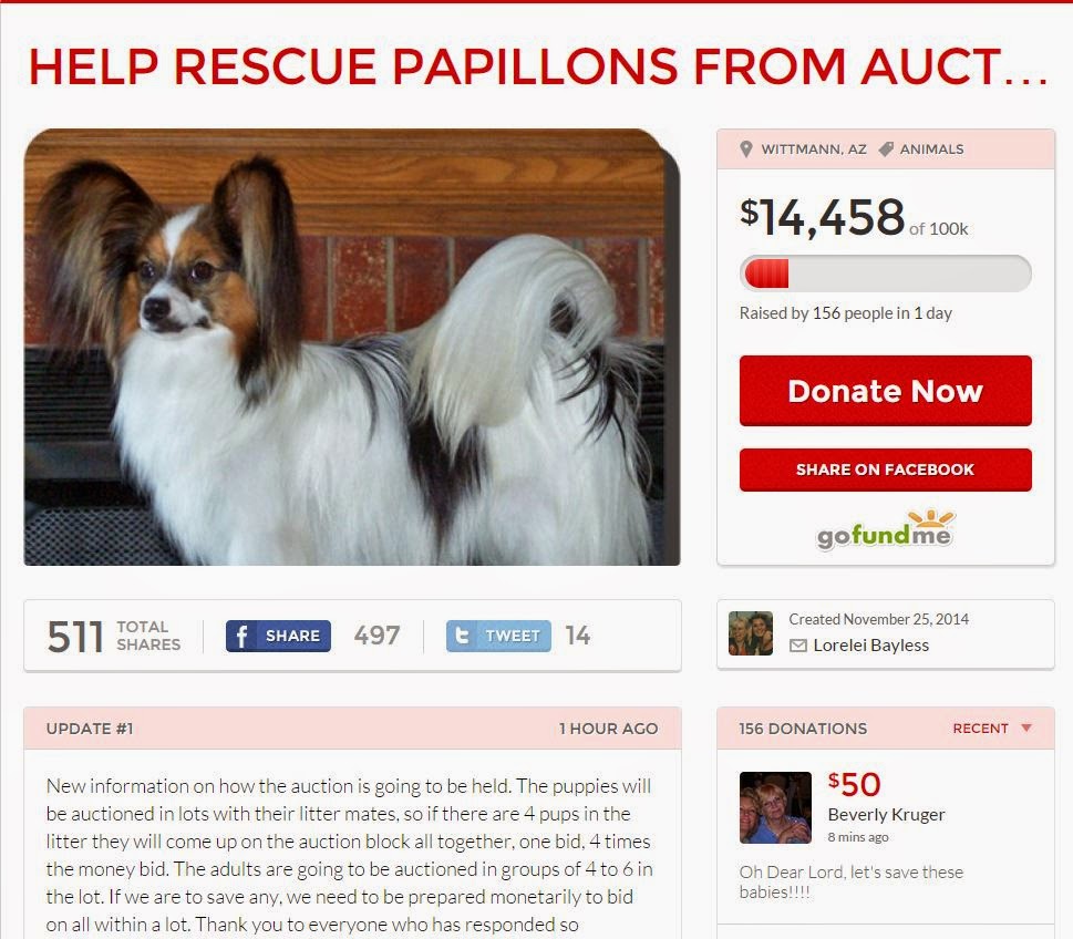 Road's End Papillons Hazelbaker Papillons Rescue Effort