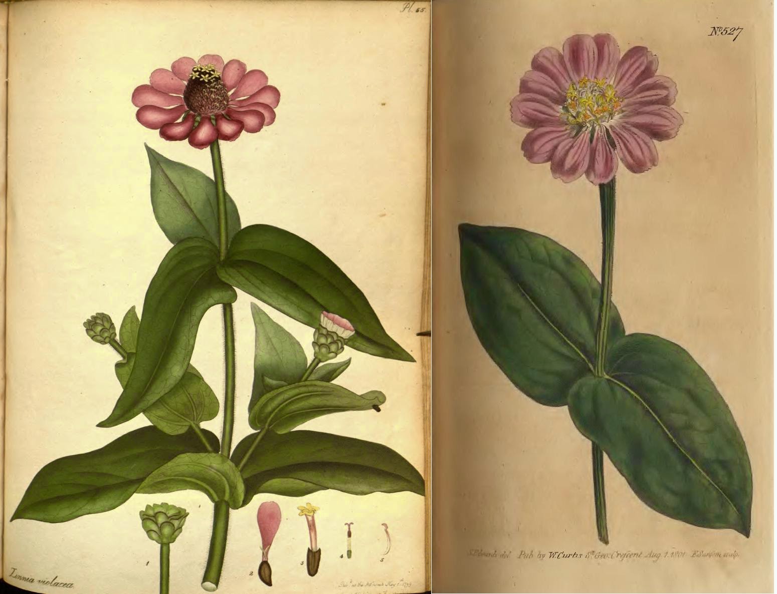 андрея ботаника