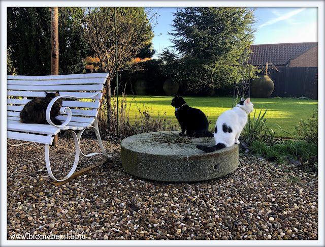 3 cats sitting in a winter garden getting their oms on and zen harmonies happening