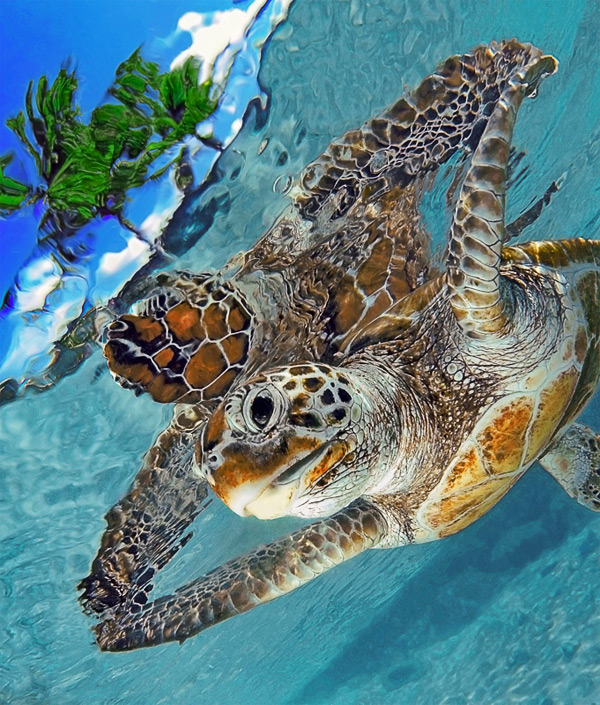 Beautiful Wallpapers: Turtle hd wallpaper