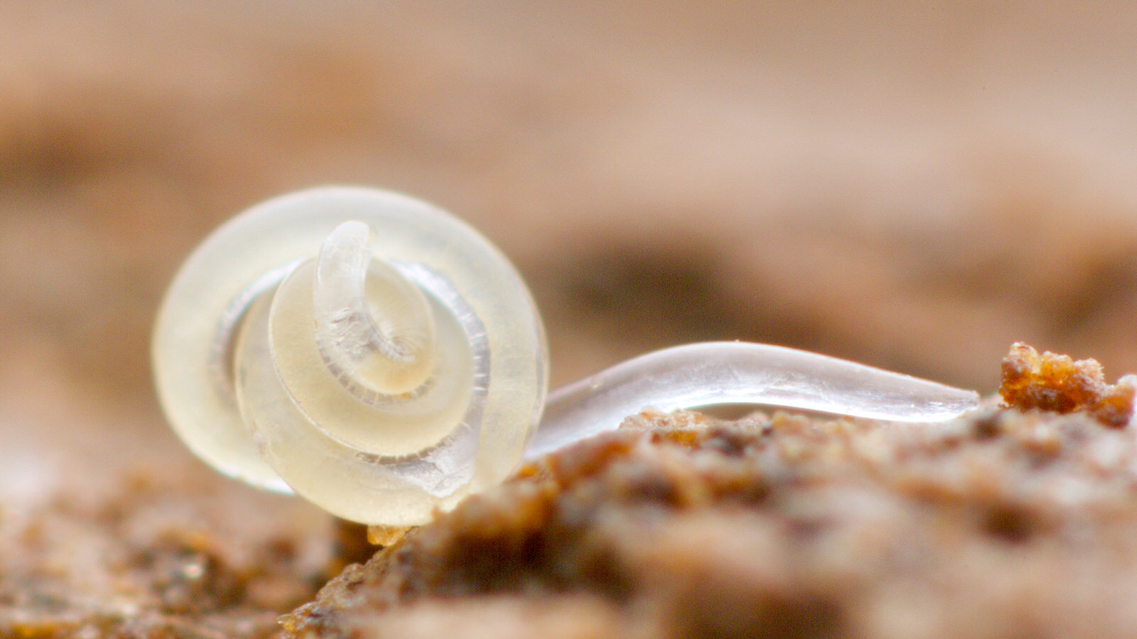 What do Nematodes eat? What do round worms do to humans?