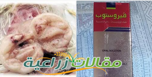 مرض الجمبورو فى الدجاج علاجه و أعراضه والوقاية منه - مقالات زراعية