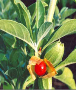 Ashwagandha In Combination With Other Herbs Plants and Dosage of Ashwagandha 