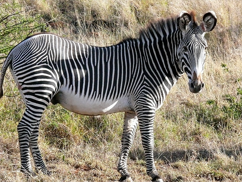 Grevy's Zebra Animal Wildlife
