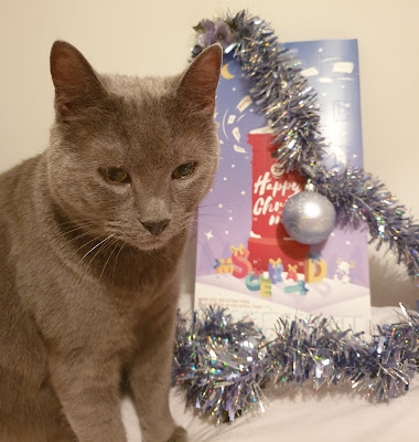 Celebrating Christmas with your cat